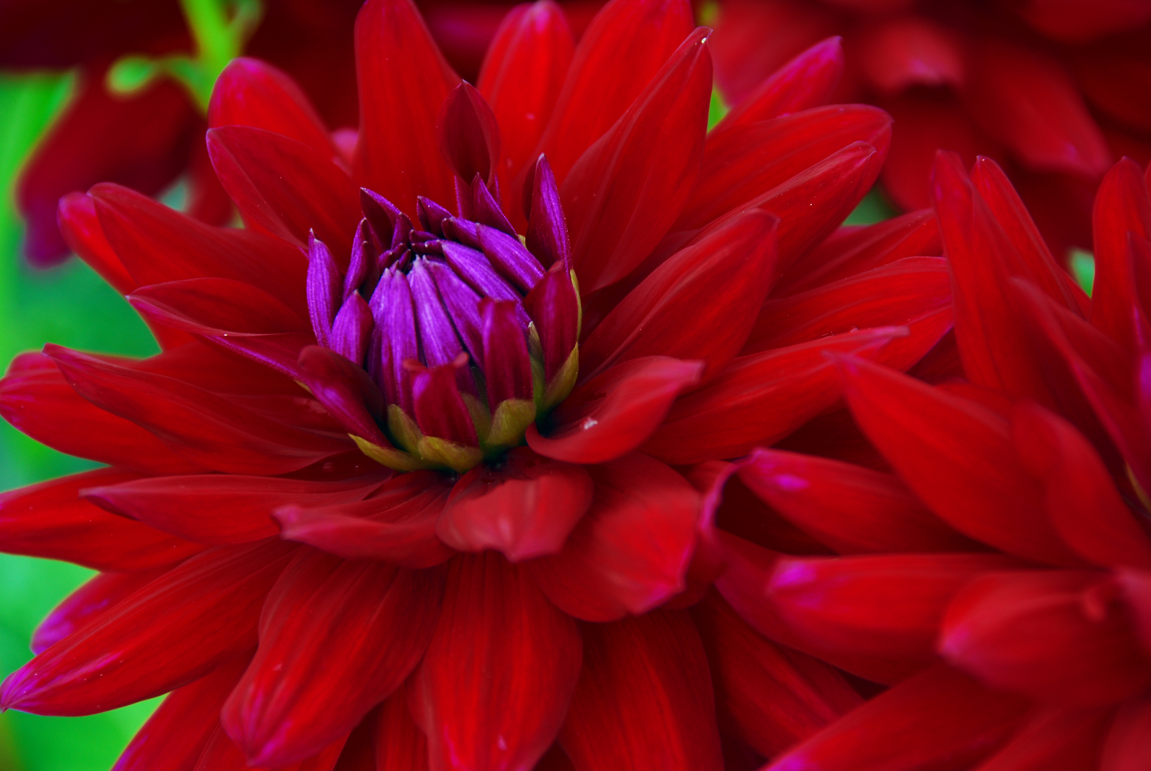 Dahlia | Garden Housecalls