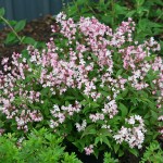 Best New Trees and Shrubs of 2014