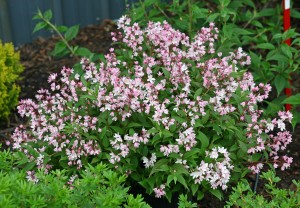 Proven Winners' deutzia 'Yuki Cherry Blossom.'