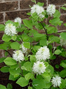 Witch alder (Fothergilla) 'Mt. Airy' in bloom.