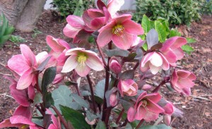 Lenten rose 'HGC Pink Frost' National Garden Bureau
