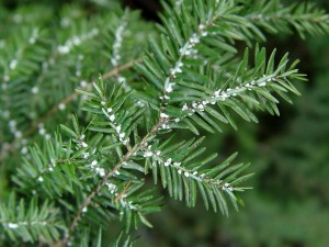 Hemlock woolly adelgids may have taken one of the biggest hits in the cold winter.
