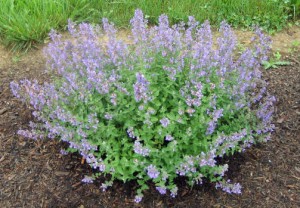 Catmint 'Junior Walker' Star Roses and Plants/Conard-Pyle Co.