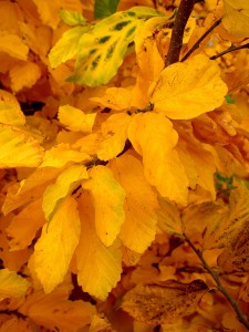 Persian parrotia's fall foliage.