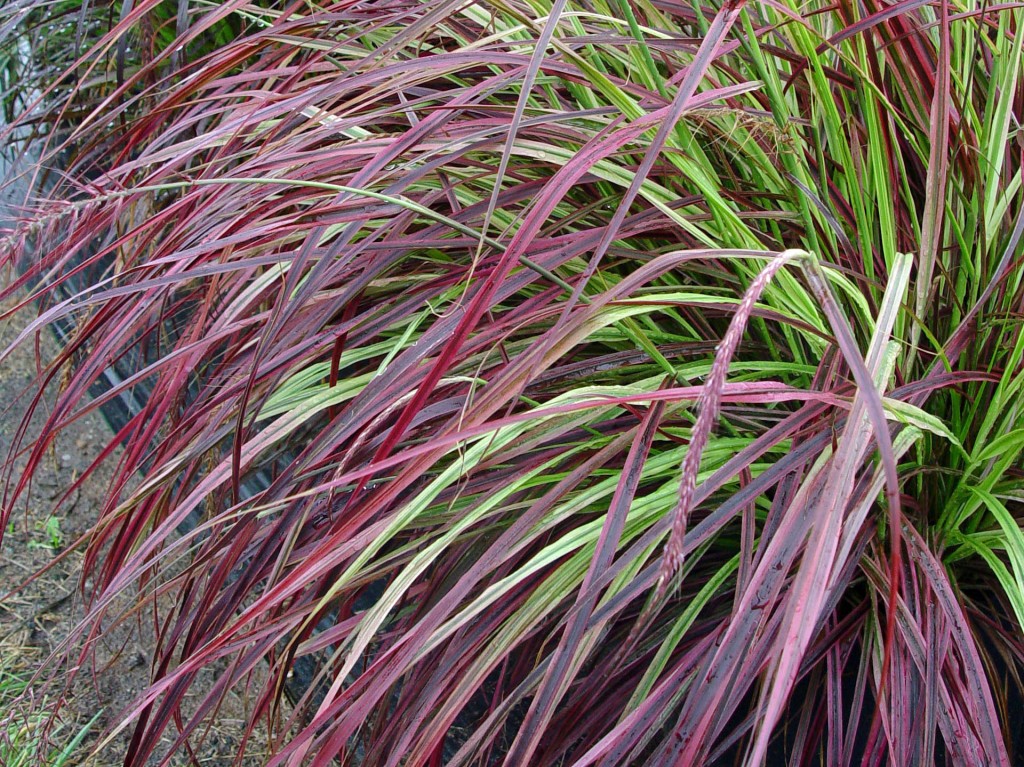 Fountain grass ‘Fireworks’ | Garden Housecalls