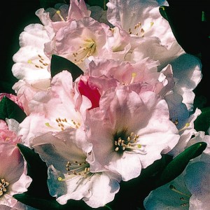 Rhododendron 'Nestucca' Credit: Eleanor Philp