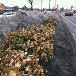 Healing Your Winter-Damaged Yard