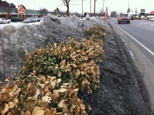 Roadside euonymus that have taken a beating from snow dumping, salt and windburn.