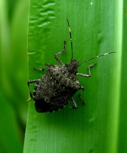 stinkbug3