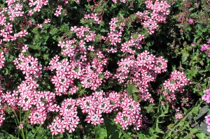 Verbena 'Lanai Candy Cane' National Garden Bureau