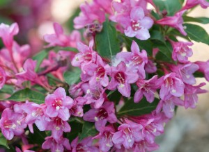 Weigela Sonic Bloom 'Pink.' Proven Winners