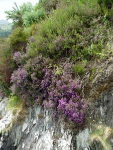 Heather growing beautifully out of solid rock. The only catch is that this is in Ireland.