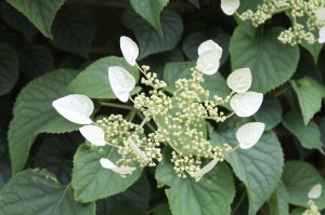 Japanese hydrangea vine 'Moonlight' might not look that great in the pot, but it'll mature into a swan of a plant.