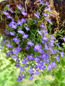 What lobelia looks like in the pot at purchase time.