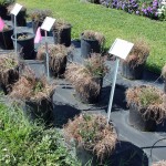 Better in Pots than the Garden