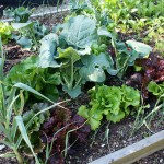 Veggies with the Best Payback
