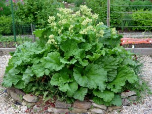 Rhubarb makes great pies and jelly -- and looks good in the garden.
