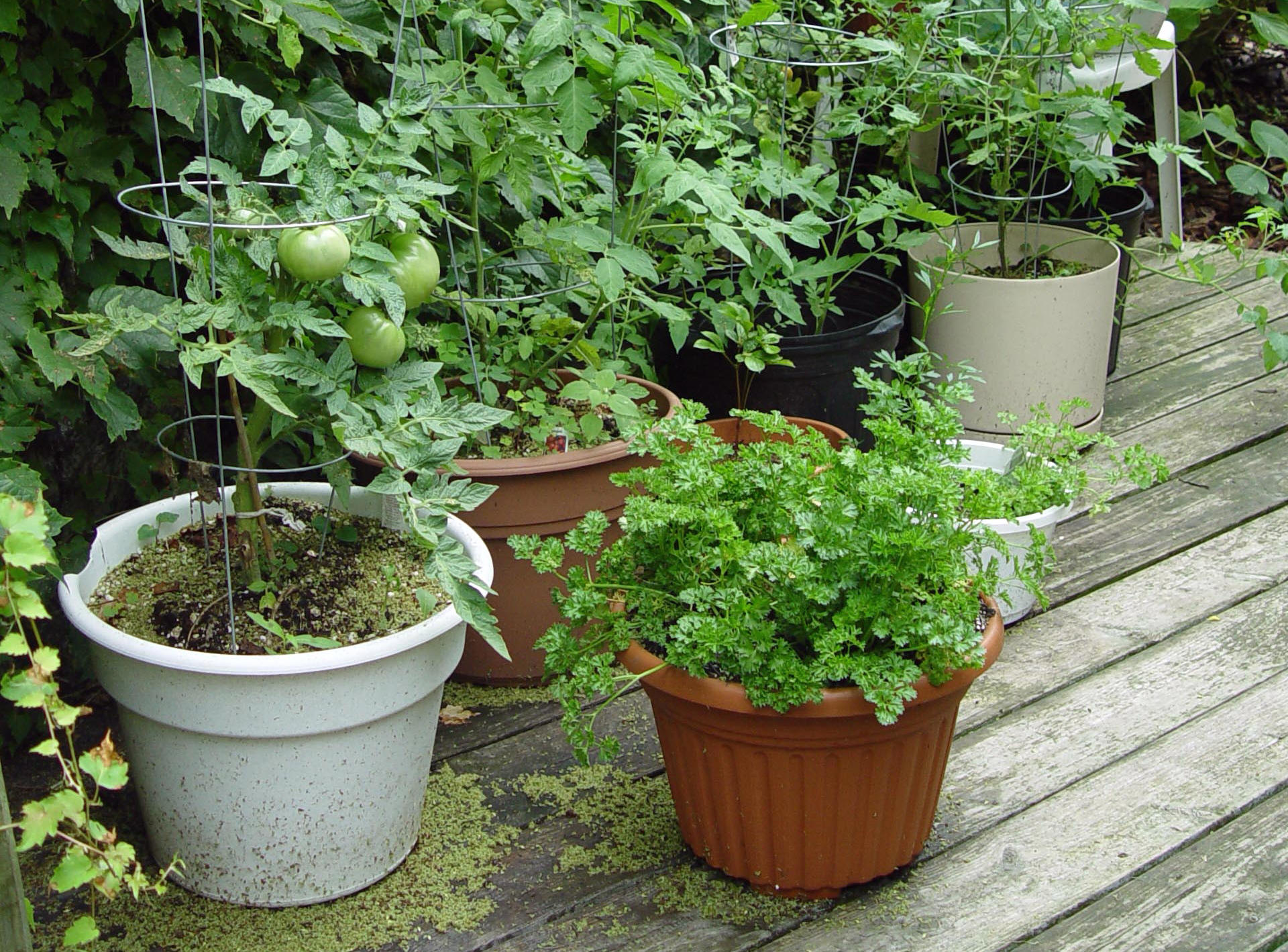 Garden Housecalls - Grow Vegetables in the Shade? It’s Possible…