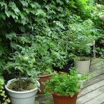 Veggie-Gardening without the Garden