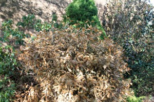 A formerly beautiful variegated 'Goshiki' osmanthus that's now winter toast.