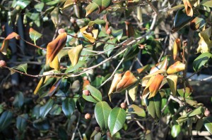 Hardy camellia leaves damaged by cold winds.