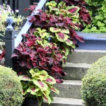 Containerscaping: Take Your Potted Plants to a New Level