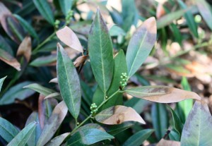 This cherry laurel has significant browning, but it also has new growth occurring.