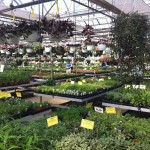 George’s Plant Safari