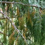 What Now Brown Evergreen?