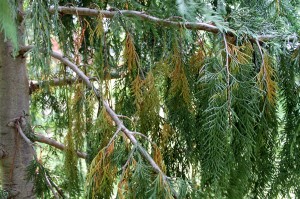 Browning of evergreens like on this weeping Alaska cedar is more pronounced this year... but usually not a sign of impending doom.