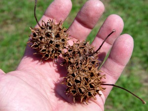 The spiky gum balls of sweetgum trees make it a deal-killer for a lot of people.