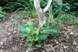 A "miracle" fig, finally coming back to life.