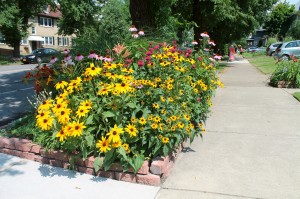 Flowers growing happily along a front curb.