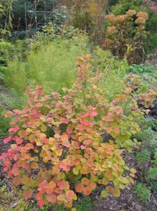 Compact shrubs like fothergilla 'Mt. Airy' are much less work than flower beds.
