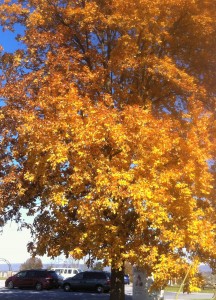 A shagbark hickory in full fall golden glory against a blue-sky backdrop.