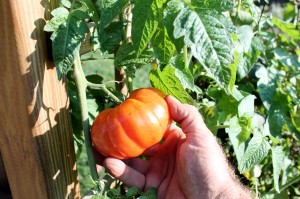 George's last tomato of 2014, about ready to be picked.