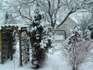 Part of George's snowy back yard.