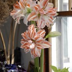 5 Holiday Plants You Can Keep Going
