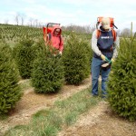 The Life of a Christmas Tree