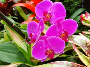 Moth orchids are some of the easiest orchids to grow. (Credit: Sonny Bender)
