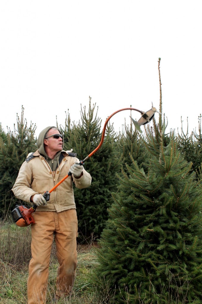 The Life of a Christmas Tree Garden Housecalls