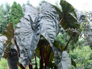 Colocasia.esculenta.Black.CoralH