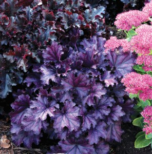 Coralbells 'Forever Purple.' Courtesy of Terra Nova Nurseries.