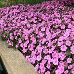 Best New Annual Flowers of 2015