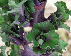Kalettes are a cross of kale and Brussels sprouts. Credit: Johnny's Selected Seeds