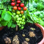 Best New Edible Plants of 2015