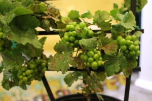 Pixie grapes grow only to the size of peas on plants that stay under 2 feet tall.
