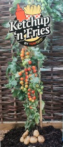 The new 'Ketchup 'n' Fries' TomTato grows cherry tomatoes above ground and potatoes below on one plant.