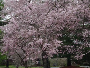 Prunus subhirtella 'Autumnalis'