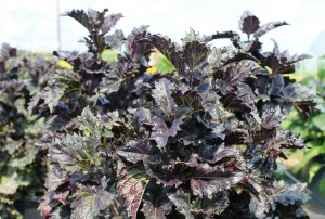 Basil 'Ruby Frills' is attractive enough to grow as an ornamental.